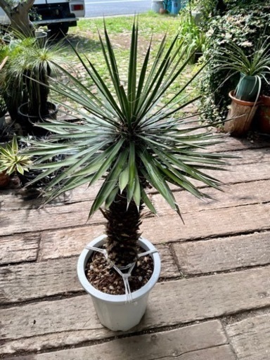 ユッカフィリフェラ 10号鉢✳︎値下げしました✳︎