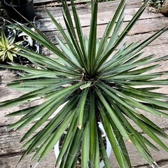 ユッカフィリフェラ 10号鉢✳︎値下げしました✳︎