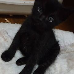 黒い王子様