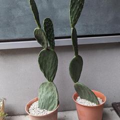 巨大サボテン🌵61cmと59cmの2点セット　