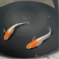 メダカ販売中！