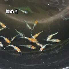 めだか　の画像