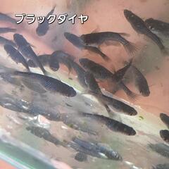 めだか　の画像