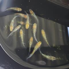 《夜桜ゴールド》メダカ　稚魚の画像