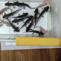 ウーパールーパー（大)の画像