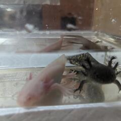 ウーパールーパー（大)の画像