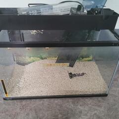 【受け渡し決定済み】ガラス水槽60cm+40cm+水槽台　青葉区北根