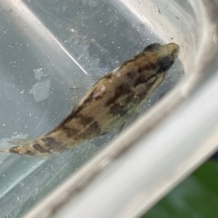 オヤニラミ　淡水魚　川魚