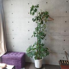 8月いっぱいまで！最終値下げ！観葉植物　カポック10号