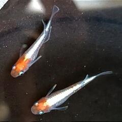 （受渡決定）現物出品　紅白めだか　ダイアナ妃　1ペアの画像