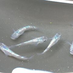 メダカ（サファイア  <強青ラメ> ③）《2023年生：幼魚》１...