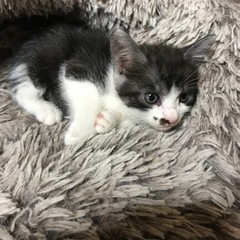 僕たち私達を家族として迎えてください - 東松島市