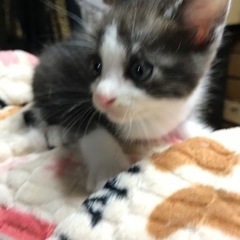 僕たち私達を家族として迎えてください − 宮城県