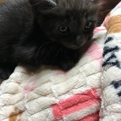 僕たち私達を家族として迎えてください - 猫