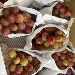サニードルチェ　ブドウ　ぶどう　葡萄