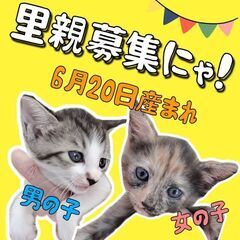 生後2ヶ月位　乳飲み子から育った元気に成長中のキジ、サビ兄妹【8...