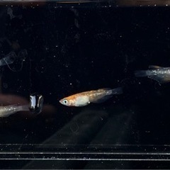 月詠　ツクヨミ　無選別　5匹　メダカ  若魚の画像