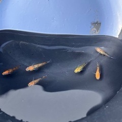 月詠　ツクヨミ　無選別　5匹　メダカ  若魚の画像