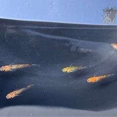 月詠　ツクヨミ　無選別　5匹　メダカ  若魚の画像