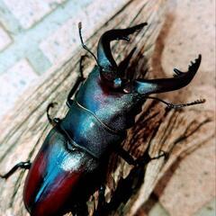 大型ノコギリクワガタ♂5頭、♀2頭