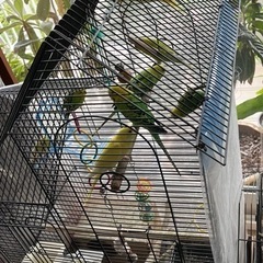 セキセイインコ　写真載せました 残り5羽ぐらい