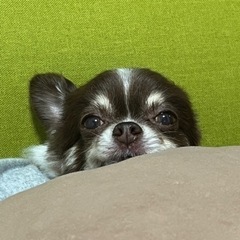 犬好きな方と友達になりたいです🤗