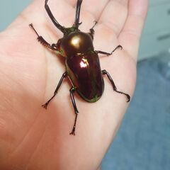 ニジイロクワガタレッド系😀