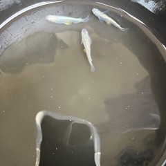 メダカ(天界、鳳凰、黄金黒鱗等)の画像