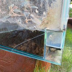 テラリウムの画像