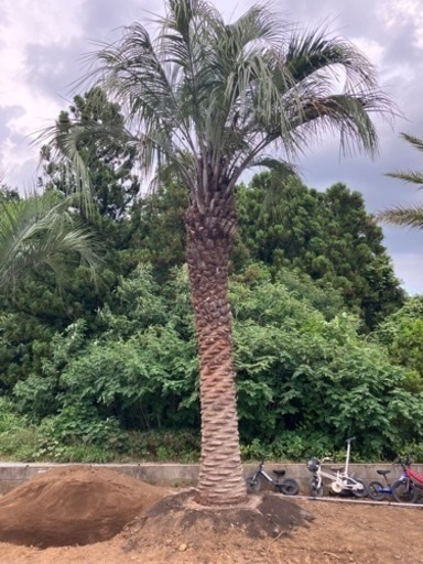 ココスヤシ特大サイズ、7メートル級。太さ60センチ。SALE中