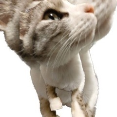 猫好き動物好き友達欲しいです！