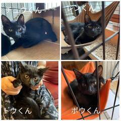 ★里親様✨募集致します★発寒エリア子猫4匹