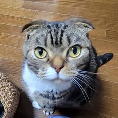 【血統書付】スコティッシュフォールド♂　5才
