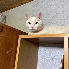 白猫