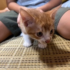 里親 取引中