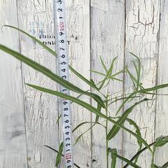 ボトルツリー　観葉植物の画像