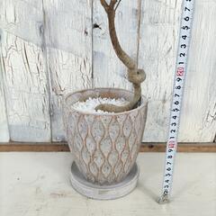 ボトルツリー　観葉植物の画像