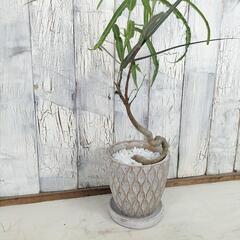 ボトルツリー　観葉植物の画像