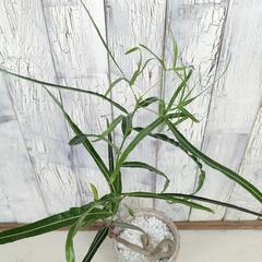 ボトルツリー　観葉植物の画像