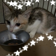 🌸🐈三毛猫の仔猫🐈🌸