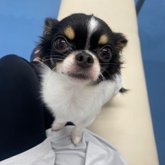 犬友達