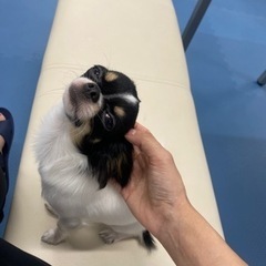 犬友達 - 川崎市