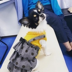 犬友達 − 神奈川県
