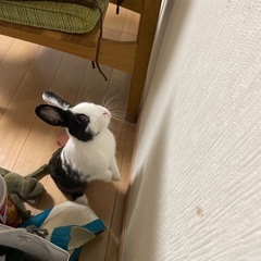 とっても可愛いミニうさぎ❤️