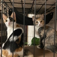 珍しい三毛猫の姉妹ちゃんです♡白三毛、長毛三毛さんの画像