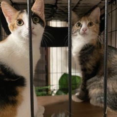 珍しい三毛猫の姉妹ちゃんです♡白三毛、長毛三毛さん - 猫
