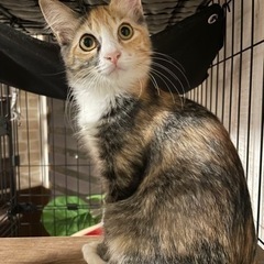 珍しい三毛猫の姉妹ちゃんです♡白三毛、長毛三毛さん − 大阪府