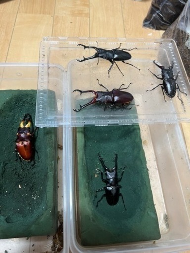 ギラファノコギリクワガタ