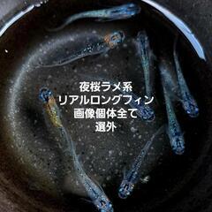 夜桜ラメ系リアルロングフィンメダカ。画像個体全てです。