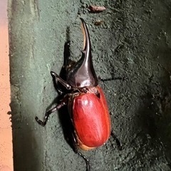 ヘラクレスオオカブト